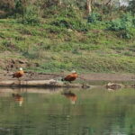 5 Days with One Tower Night Stay in Chitwan National Park - The Value of This Tour