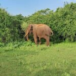 7 Day Sri Lanka Round Trip Culture, Nature and Safari Adventure - Why This Tour Offers Great Value