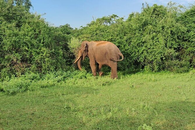 7 Day Sri Lanka Round Trip Culture, Nature and Safari Adventure - Why This Tour Offers Great Value