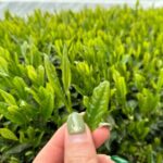 7 Hours Private Guided Tour Uji and Wazuka Matcha Farm - Who Would Love This Tour?