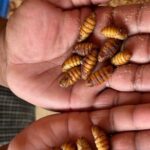 A 2-day trip through the Silk Route between Bangalore & Mysore - The Silk Route Experience in Detail