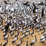 A Day Tour of Bharatpur Bird Sanctuary from Agra. - What to Expect from the Tour