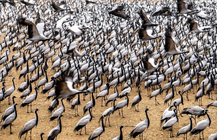 A Day Tour of Bharatpur Bird Sanctuary from Agra. - What to Expect from the Tour