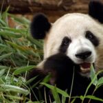 A day trip to the Xi'an Qinling Giant Panda Research Center - Food and Scenic Interludes