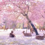A Thousand Blossoms & Deer: Nara Spring Day Tour - Exploring Nara and Mount Yoshino: A Journey Through Japan’s Spring Wonderland