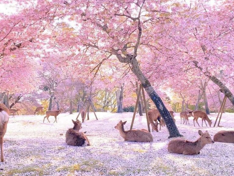 A Thousand Blossoms & Deer: Nara Spring Day Tour - Exploring Nara and Mount Yoshino: A Journey Through Japan’s Spring Wonderland