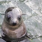 Abel Tasman: Sea Shuttle Cruise and Walking Tour Combo - A Deep Dive Into the Itinerary