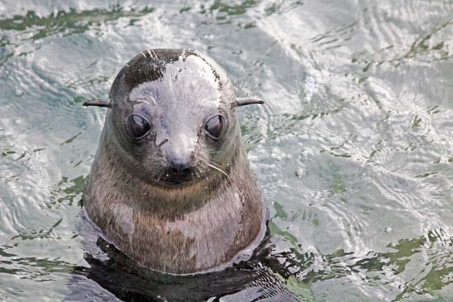 Abel Tasman: Sea Shuttle Cruise and Walking Tour Combo - A Deep Dive Into the Itinerary
