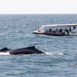 Adventure Whale Watching Tour Mooloolaba - Who Will Enjoy This Tour?