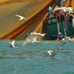 Affordable Langkawi Group Tour - SkyCab, Sky Bridge & Highlights - Practical Details & Tips for Travelers