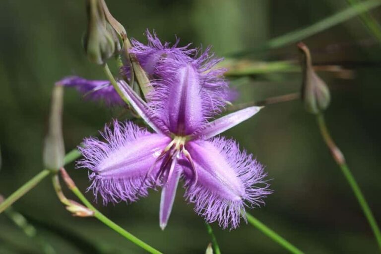 Agnes Water: BushTracks Eco Tour with local guide - Why We Love This Tour