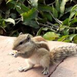 Agra Fort Tour With Squirrel Feeding - Practical Details: What You Need to Know