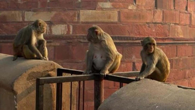 Agra: Monkey Safari Guided Walking Tour - Final Thoughts