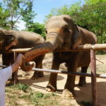 Agra: Sunrise Taj Mahal, Agra Fort & Wildlife SOS Tour - A Full Breakdown of the Experience