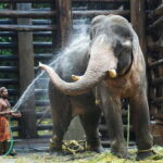 Agra: Taj Mahal Sunrise Tour with Elephant Sanctuary - Is It Worth the Price?