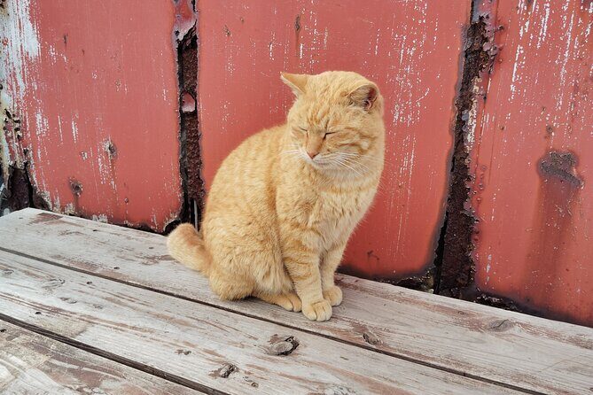 Ainoshima Island Private Cat Tour with Ferry Ride - Final Thoughts: Is This Tour Worth It?