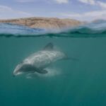 Akaroa Harbour 2-Hour Dolphin Nature Cruise - The Itinerary: A Closer Look