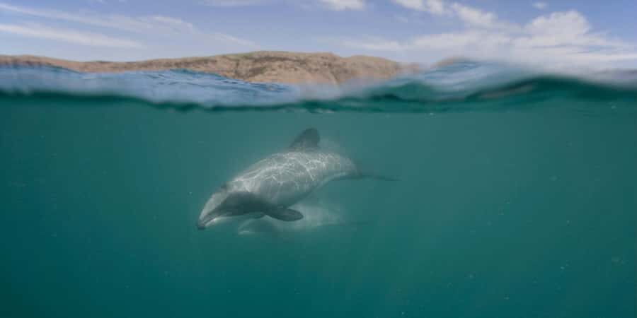 Akaroa Harbour 2-Hour Dolphin Nature Cruise - The Itinerary: A Closer Look