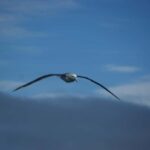 Akaroa: Wildlife Cruise with Dolphins and Penguins - Exploring the Itinerary: What Youll Experience