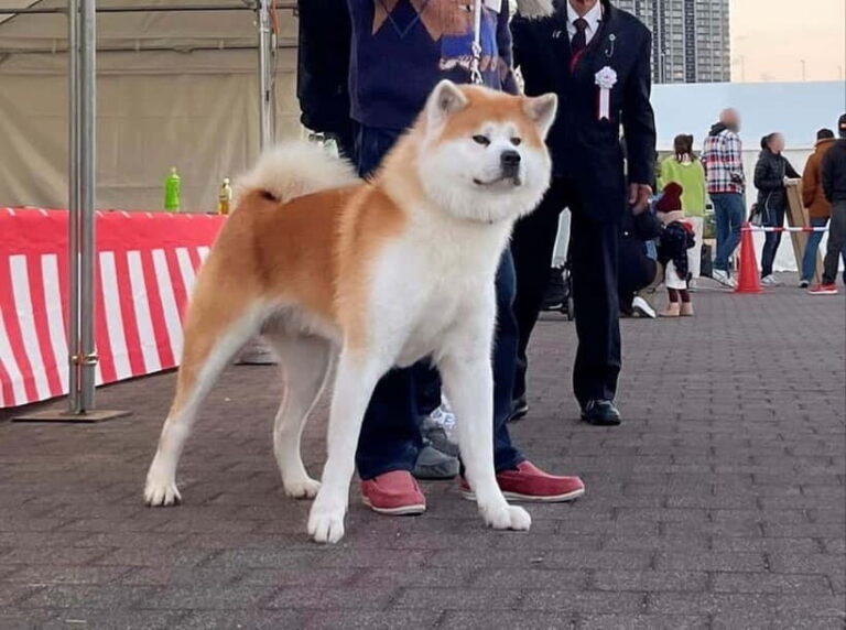 Akita: AKITA DOG DAY! A day tour by public transport - The Sum Up