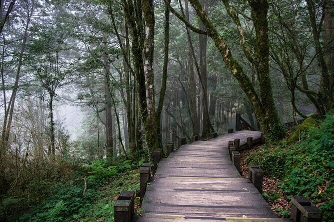 Alishan Join In Day Tour from Taichung (Incl. Park Entrance) - The Experience: What Real Travelers Say