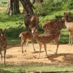 All inclusive 12 Hour Wilpattu National Park Safari - Why This Tour Offers Great Value