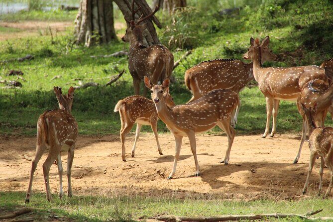 All inclusive 12 Hour Wilpattu National Park Safari - Why This Tour Offers Great Value