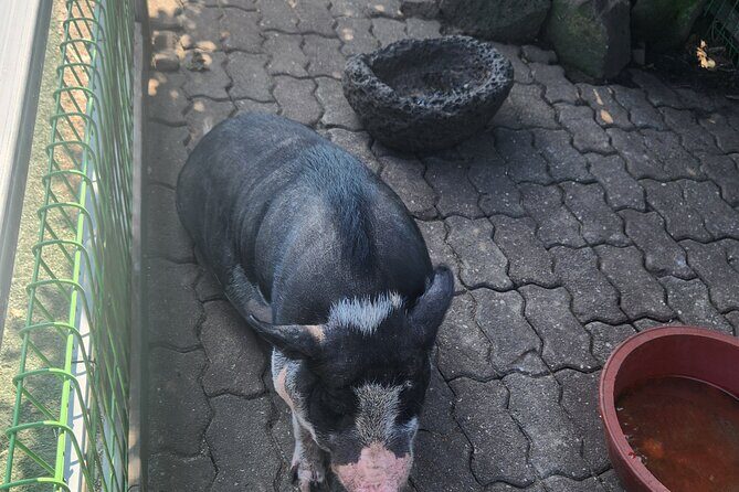 All inclusive Jeju island English private taxi tour(1 to 3days) - What Makes This Tour Stand Out