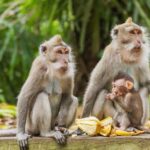 All Inclusive Ubud Private Day Tour - The Structure of the Day