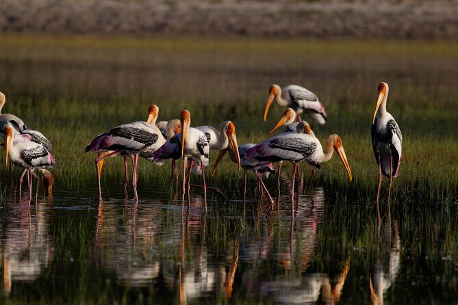 All Inclusive Yala National Park Full Day Game Drive - Why You Should Consider This Tour