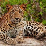 All-inclusive Yala Safari Tour and Kirinda Beach - Practical Tips for Travelers