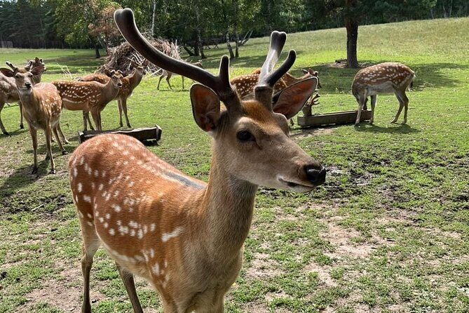 Almaty City Tour Green Bazaar Iconic City Routes and Kok Tobe - Who Is This Tour Best Suited For?  