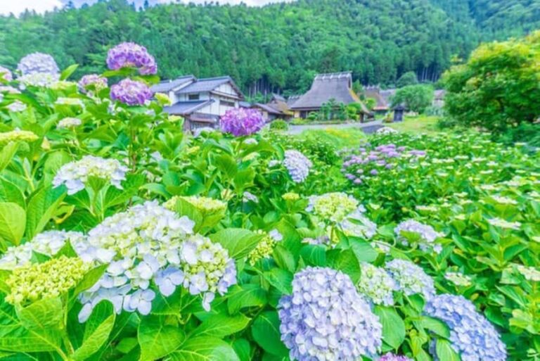 Amanohashidate: Ine Village Photo Safari with Boat Ride - What to Expect from the Itinerary