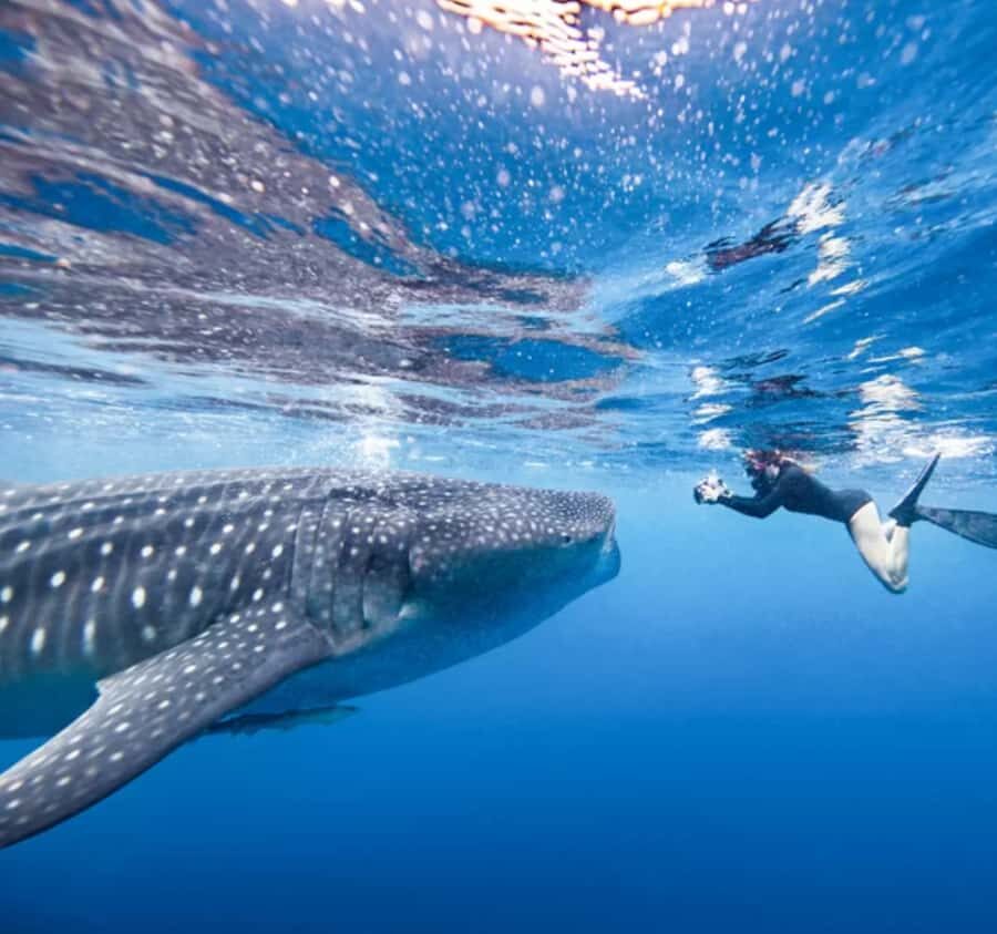AMAZING SUMBAWA WHALE SHARK TOUR - Who Is This Tour Best Suited For?