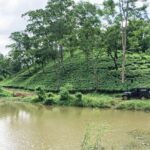 Amchong Tea Estate + Factory Visit (with Hi-tea only) - FAQ