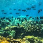 Amed All Exclusive Snorkeling, Fishing & Cooking Lunch - What Really Sets This Tour Apart