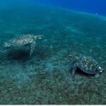 Amed Bali Snorkeling: Explore 3 Spots by Traditional Jukung - Vibrant Coral Garden: A Kaleidoscope of Marine Life