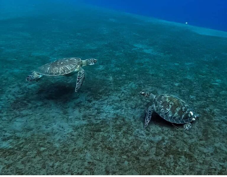 Amed Bali Snorkeling: Explore 3 Spots by Traditional Jukung - Vibrant Coral Garden: A Kaleidoscope of Marine Life  