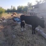 Ancient Fortresses of Khorezm Day Trip with Lunch in village - Practical Details and Tips