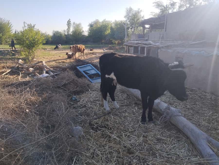 Ancient Fortresses of Khorezm Day Trip with Lunch in village - Practical Details and Tips