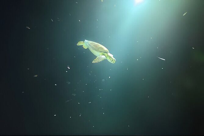 Anguilla Based: 1-Tank Group Night Dive (certification Required) - Who Should Consider This Tour?