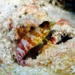 Anguilla Based: PADI Discover Scuba (Introductory Dive) - Practical Details and What’s Included