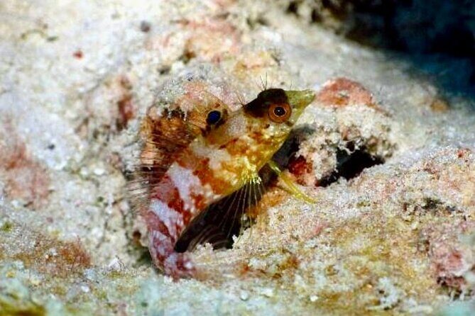 Anguilla Based: PADI Discover Scuba (Introductory Dive) - Practical Details and What’s Included