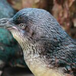 Animals of Aotearoa Wellington Zoo Tour - The Practicalities