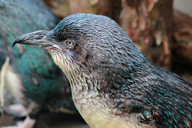 Animals of Aotearoa Wellington Zoo Tour - The Practicalities