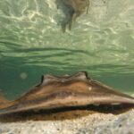 Anna Bay: Irukandji Entry + Coastal Currents Snorkel - The Value and Practicalities