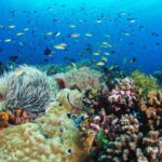 Apo Island Wonders: Snorkel with Sea Turtles in Dumaguete - Who Is This Tour Best For?
