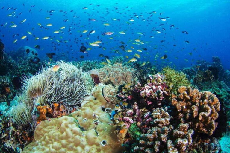 Apo Island Wonders: Snorkel with Sea Turtles in Dumaguete - Who Is This Tour Best For?