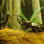 Aquaria KLCC Ticket - Booking and Practical Tips