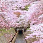 Art Pavilion × Night SakuraKansai Spring Day Tour - What to Expect from the Experience